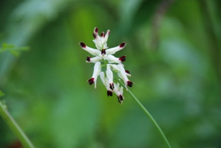 piante da determinare - Fumaria sp.